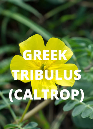 Crete Tea