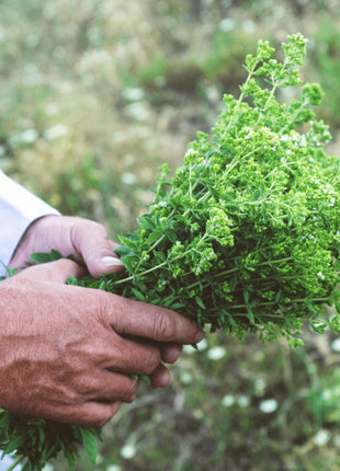 Greek Oregano (Ikaria Blue Zone)