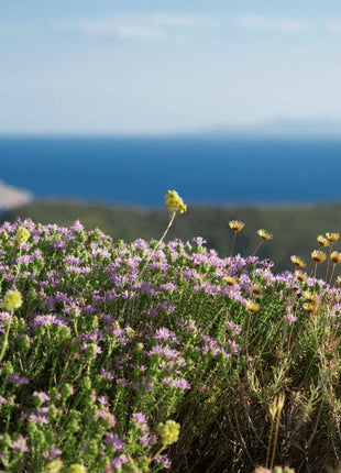 Greek Oregano (Ikaria Blue Zone)