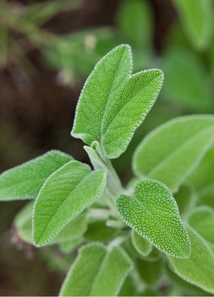 Greek Sage Tea (Ikaria Blue Zone)